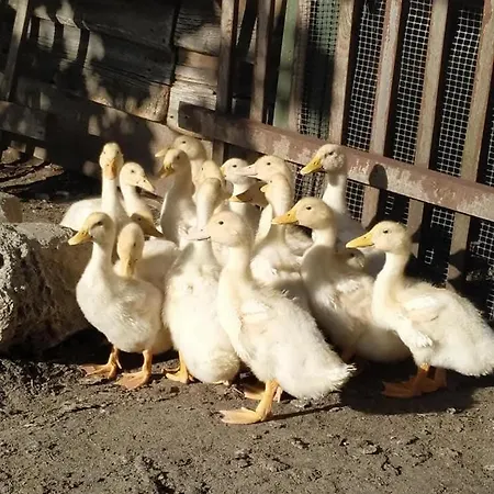 W Kokoszce Z Sauna I Jacuzzi Prázdninový dům Swornegacie