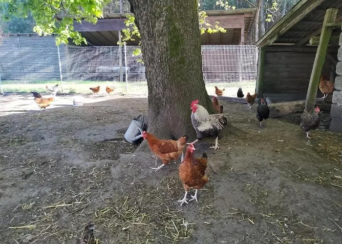 W Kokoszce Z Sauna I Jacuzzi Swornegacie