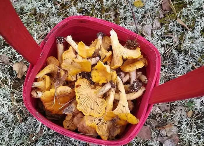 Prázdninový dům W Kokoszce Z Sauna I Jacuzzi *