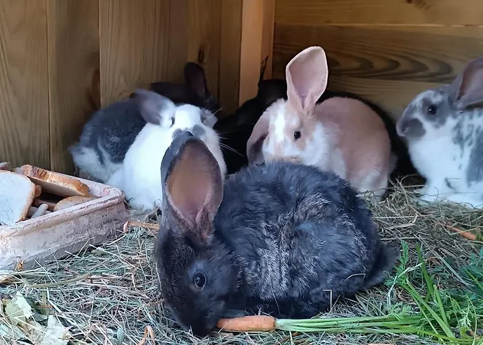 Prázdninový dům W Kokoszce Z Sauna I Jacuzzi Swornegacie