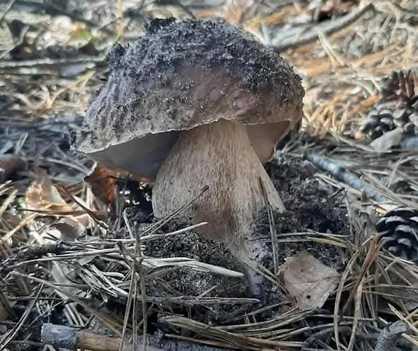 W Kokoszce Z Sauna I Jacuzzi Prázdninový dům Swornegacie