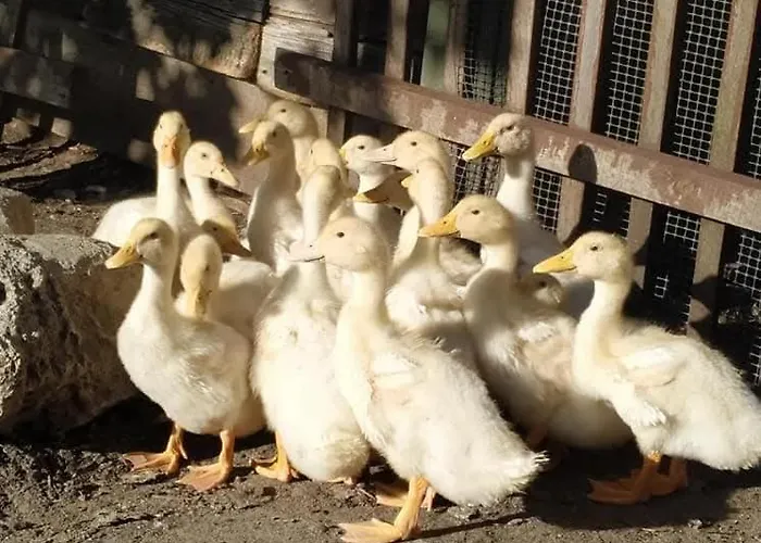 W Kokoszce Z Sauna I Jacuzzi Prázdninový dům Swornegacie